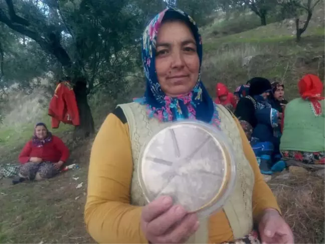 Zeytin Hasadına Lokumla Başladılar Helva ile Bitirdiler