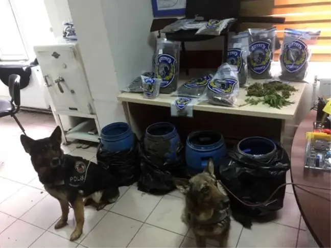 Samsun'da Bidonlar İçinde Toprağa Gömülü Esrar Ele Geçti