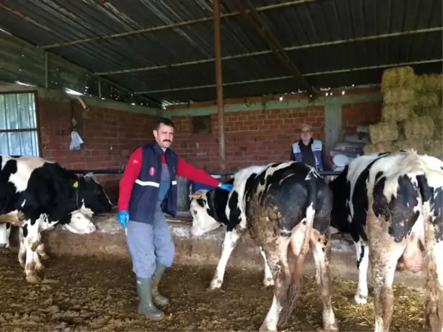 Soma'da Kuduz Endişesi Son Buldu