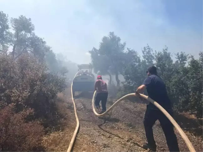 Milas'ta Zeytinlik Alanda Yangın Çıktı
