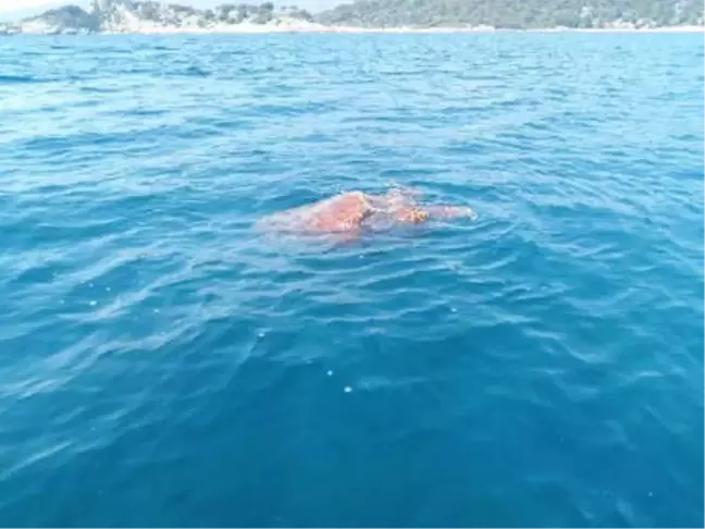 Carettaların Çiftleşme Döneminde 'Sessizlik' Uyarısı