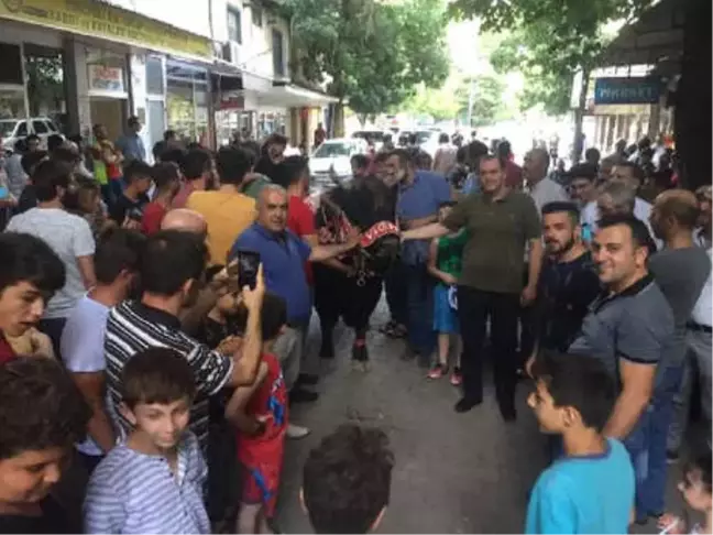 Şampiyon Boğa 'Küçük Enişte'ye Coşkulu Karşılama