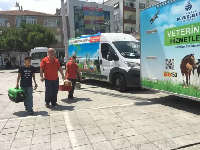 Şiddet Olaylarına Dikkat Çekmek İçin Sokak Hayvanlarını Tedavi Ediyorlar