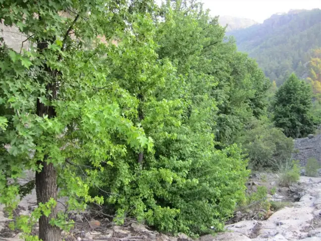Kale'de Sığla Ormanlarının Geliştirilmesi İçin Çalışma Yapılacak