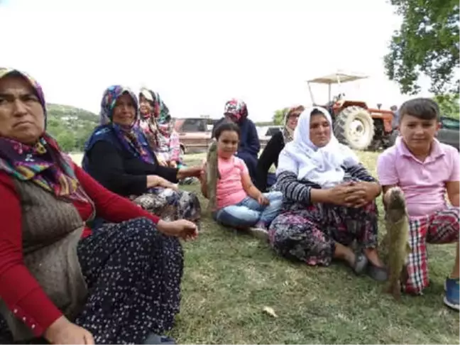 Kütahya Valisi Nayir: Balık Ölümlerinin Nedeni Araştırılıyor (2)