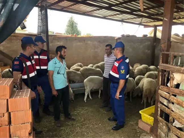 Karacasu'dan 50 Adet Koyun Çalan 2 Hırsız Tutuklandı