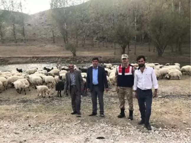 Jandarma, Hayvan Hırsızlarını Yakaladı