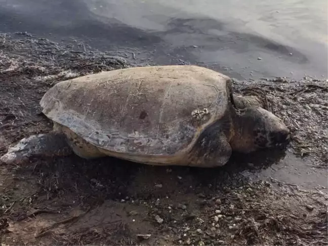 İzmir'de Ölü Caretta Caretta Bulundu