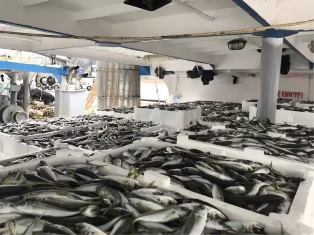 Batı Karadeniz'de İstavrit Bereketi