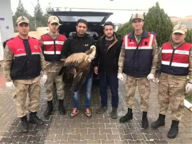 Jandarmanın Yaralı Halde Bulduğu Kızıl Akbaba, Tedaviye Alındı