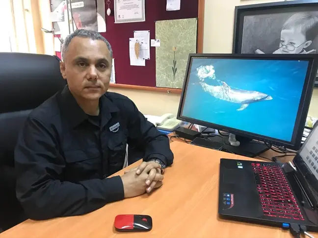 Bir Yunusun Günde 70 Kilo Hamsi Tükettiği İddiası Doğru Değil
