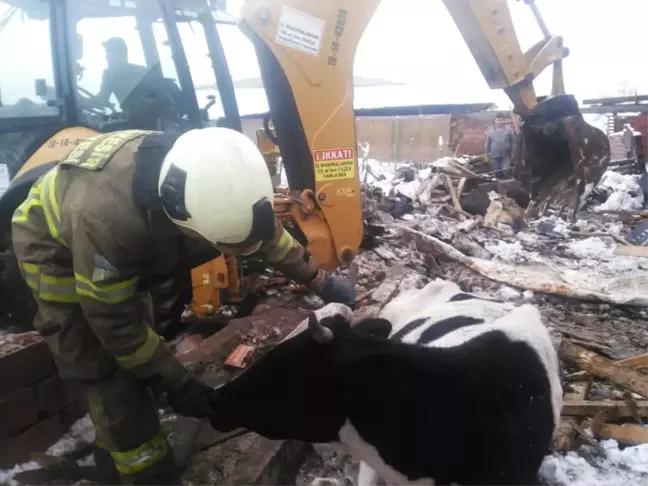 Dam Çöktü, 2 İnek Telef Oldu