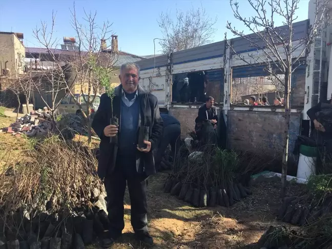 Eruh'ta Fidan Dağıtımı