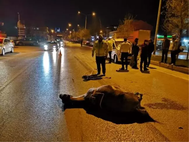 Hafif Ticari Aracın Çarptığı At Yaralandı