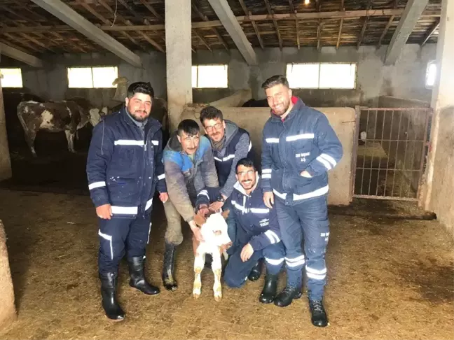 Doğum Yapmakta Zorlanan İneğin İmdadına Vedaş Ekipleri Yetişti