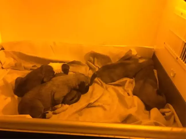 Yavru Köpekler Ölüme Terk Edilmiş Halde Bulundu