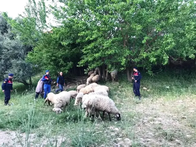 Karacasu'dan Gelip Sultanhisar'dan 32 Koyun Çalan Hırsız Jandarmadan Kaçamadı