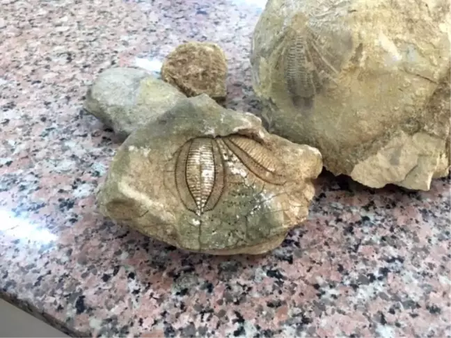 Tam 70 milyon yıllık! Okul müdürünün bulduğu fosile öğrenciler hayranlıkla dokundu