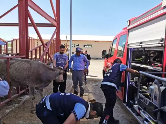 Van'da hayvan kurtarma operasyonu