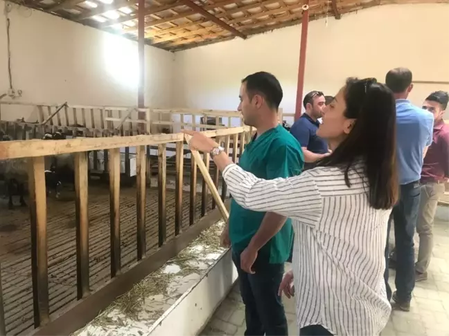 Veteriner hekimlerden koyun çiftliğine ziyaret