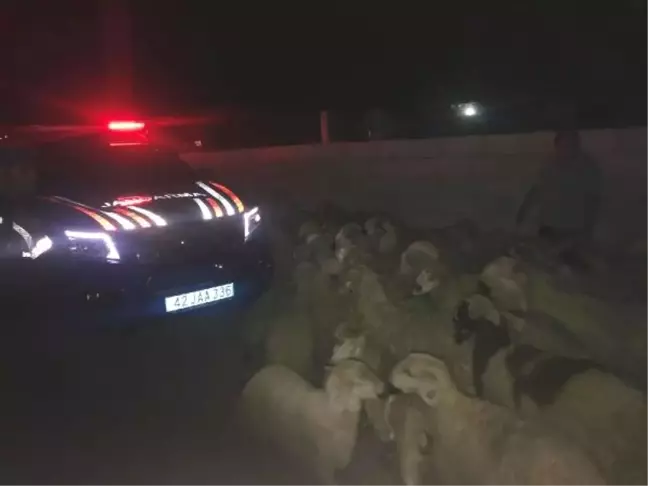 Çoban uyuya kaldı, çalındı sandığı koyunları jandarma buldu