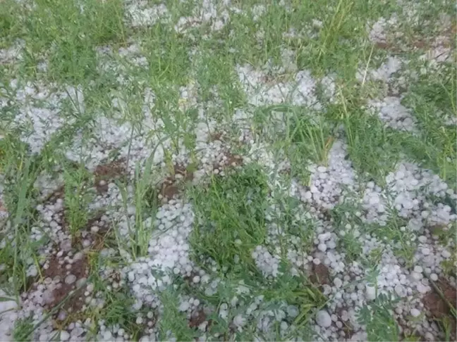 Konya Kulu'da dolu ekili arazilerde zarara neden oldu