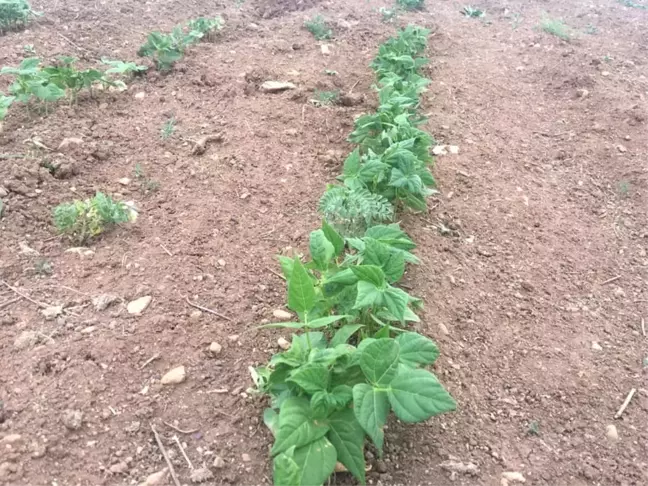 Aydıntepe'de dondan etkilenmeyen yeni fasulye türü geliştiriliyor