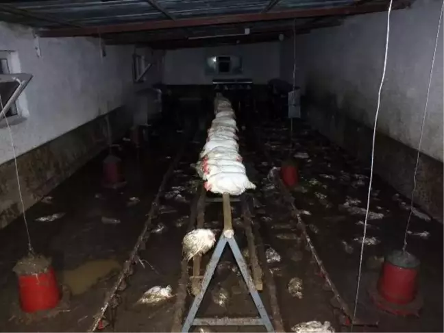Yozgat'ta sağanak nedeniyle dereler taştı, seralar su altında kaldı