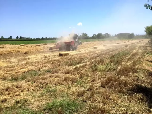 Çarşamba'da siyez buğdayı üretimi