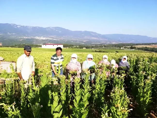 Başkan İnal tütün üreticisini ziyaret etti