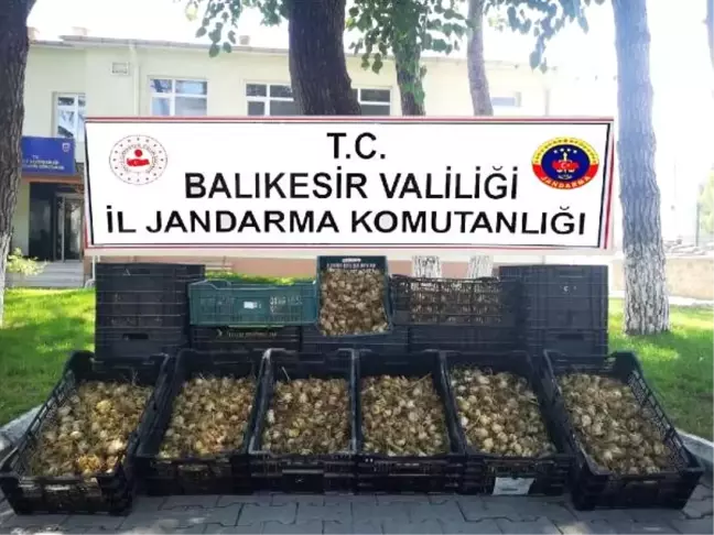 Evdeki 6 bin 300 zambak soğanı için 60 bin lira ceza kesildi