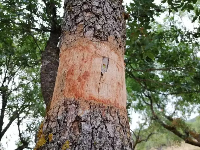 Yunusemre'de yabani zeytin ve menengiç ağaçları aşılandı