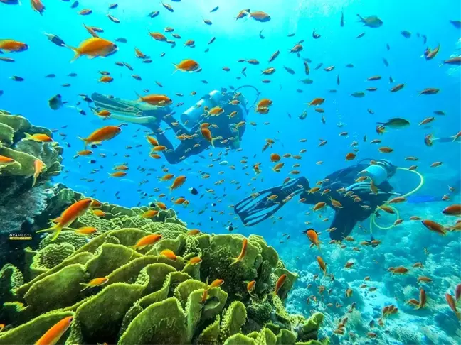 Mersinli dalgıçlar, Kızıldeniz'in büyülü dünyasına daldı