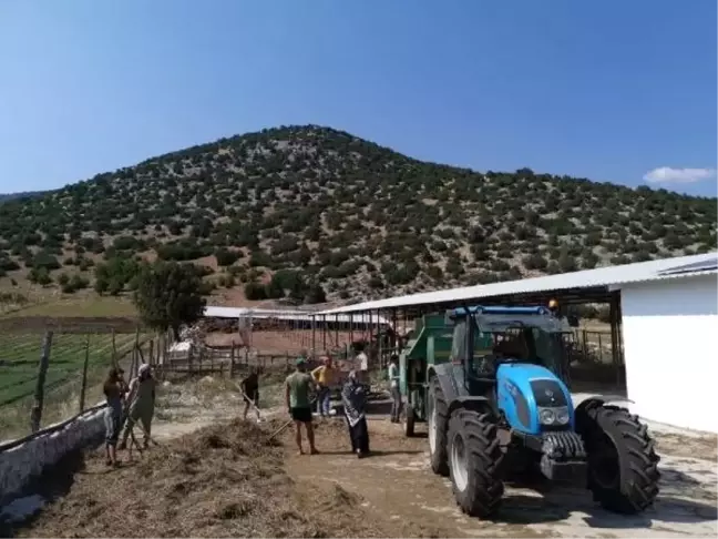 Kekik yağı, antibiyotik kullanımını azaltacak
