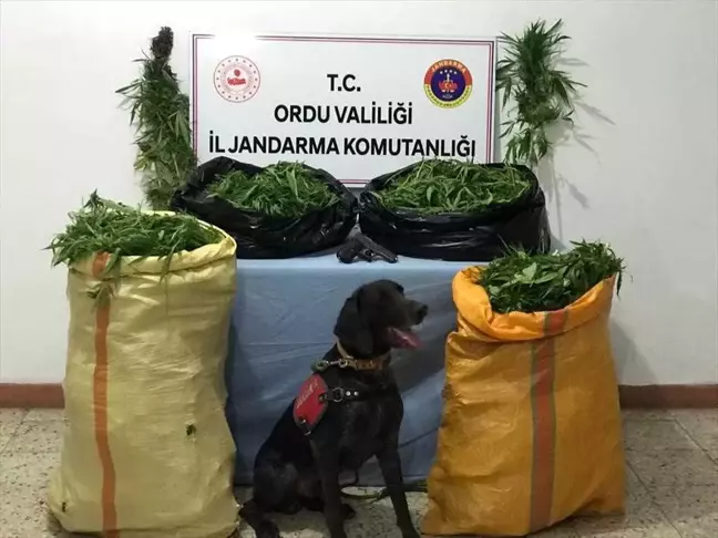 Ordu'da uyuşturucu operasyonu