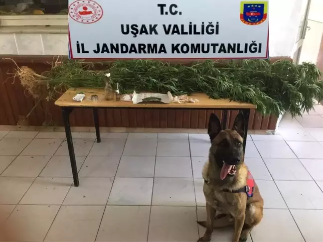 Uşak'ta uyuşturucu operasyonu