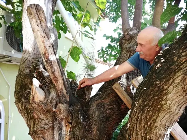 Dut ağacının içinden çam fidanı çıktı