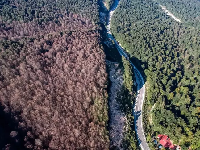 Ormanı istila eden tırtıllar, ağaçlarda yaprak bırakmadı