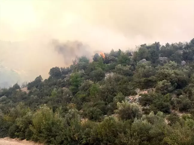 Bilecik'te makilik alanda yangın