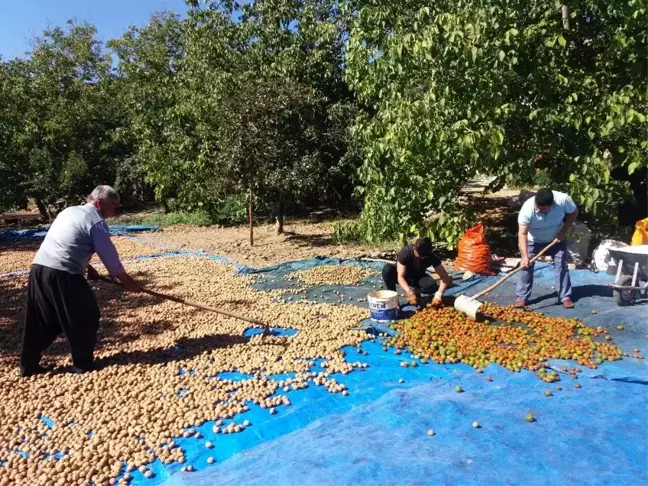 Kahramanmaraş'ta ceviz ve incir hasadı başladı