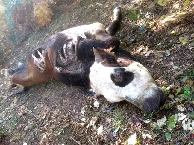 Kastamonu'da ayının saldırdığı inek telef oldu