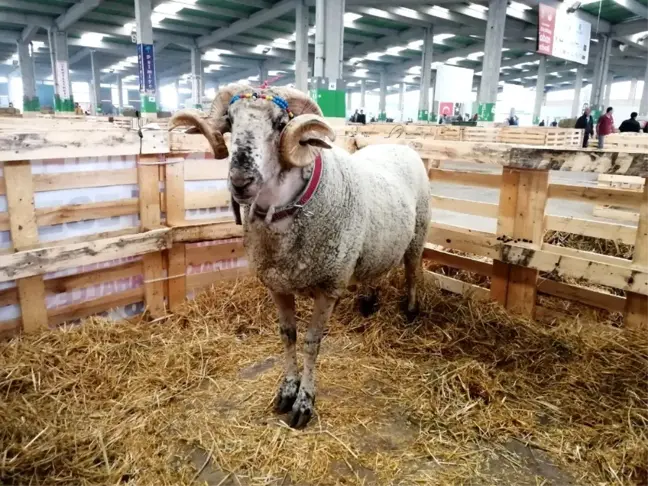 160 kiloluk devasa koç, festivale damga vurdu