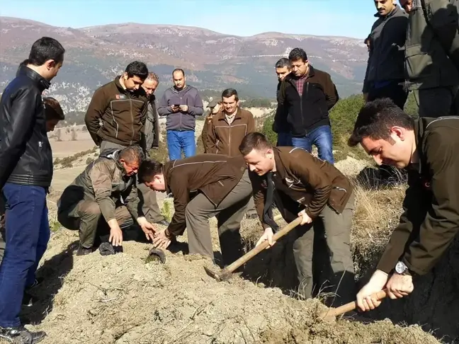 Mudurnu'da ormancılık faaliyetleri