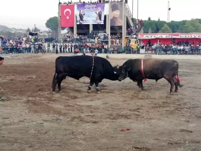 Yörükler boğa güreşlerinde bir araya geldi