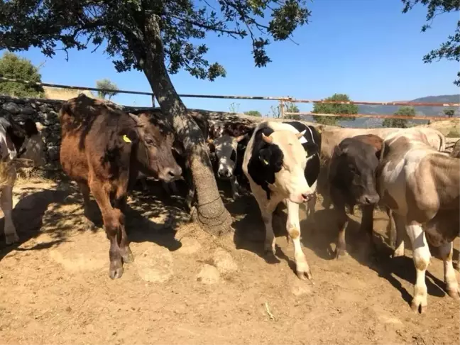 Afyonkarahisar'da kuduz karantinası