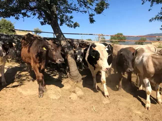 Afyonkarahisar'da kuduz karantinası