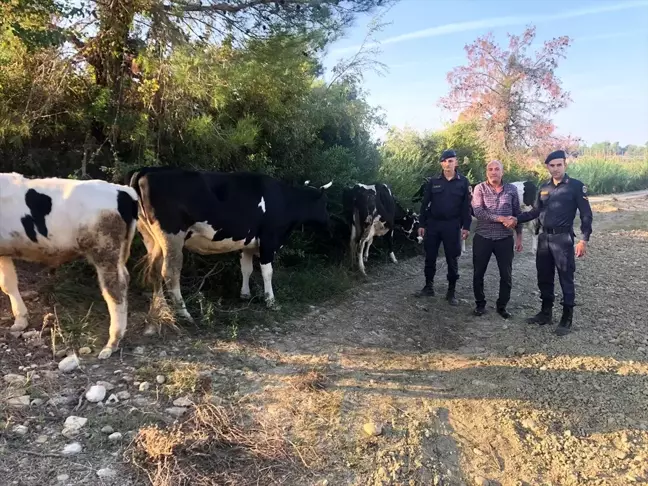 Manavgat'ta kaybolan inekleri jandarma buldu