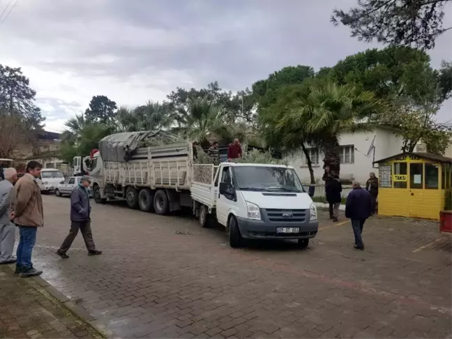 Didim'de zeytin üreticilerine ucuz fidan desteği