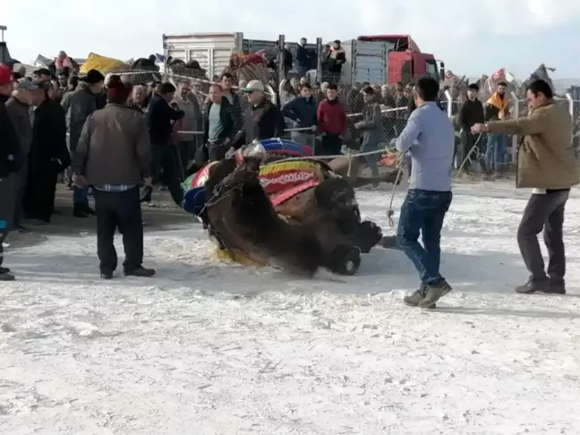 Deve güreşinde korkulu anlar