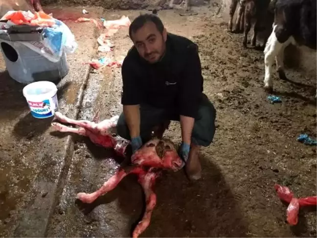 Kütahya'da inek, çift başlı buzağı doğurdu